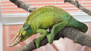 ジャクソンカメレオン キサントロプス ペアの販売ページ – マシュマロ