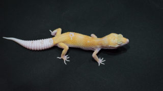 のん@購入の際はプロフ必読下さい　TravisJapan レオパ柄　白 leopardgecko-nova-320x180.jpg