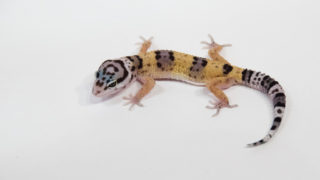 レオパ “ハイイエロー”の販売ページ – マシュマロパンダ