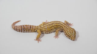 レオパ “ボールドストライプベルアルビノ” ♂の販売ページ