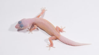 レオパ “ディアブロブランコ”の販売ページ – マシュマロパンダ