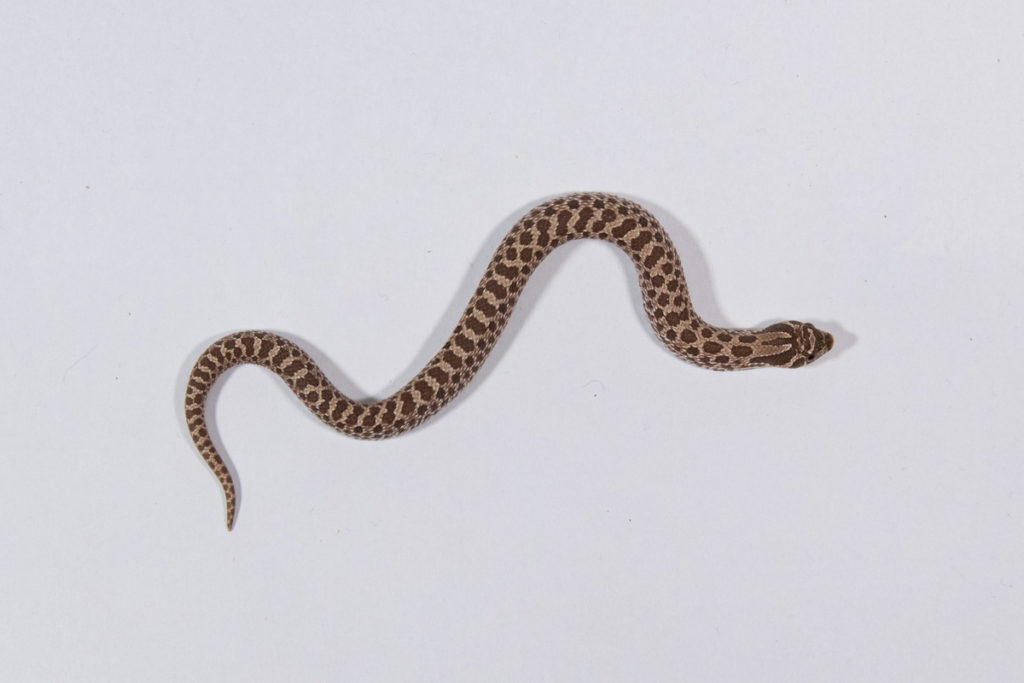 セイブシシバナヘビの背