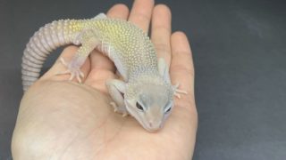 レオパ ”ブリザード”の販売ページ – マシュマロパンダ