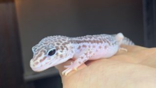 レオパ ”スーパーマックスノー”の販売ページ – マシュマロパンダ