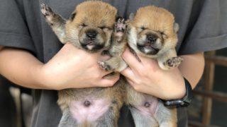 『タイムセール』柴犬☆マシュマロ 柴犬（赤）の販売ページ – マシュマロパンダ